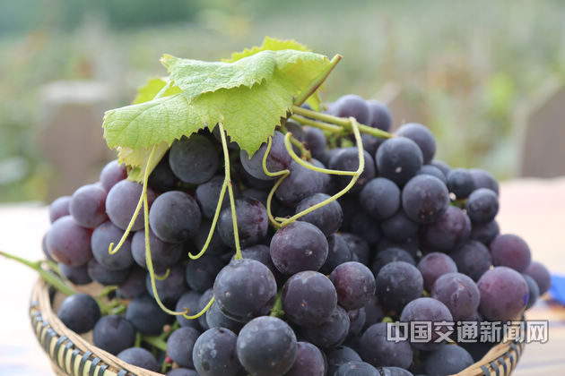 钟山区周家寨村葡萄基地采摘的葡萄。