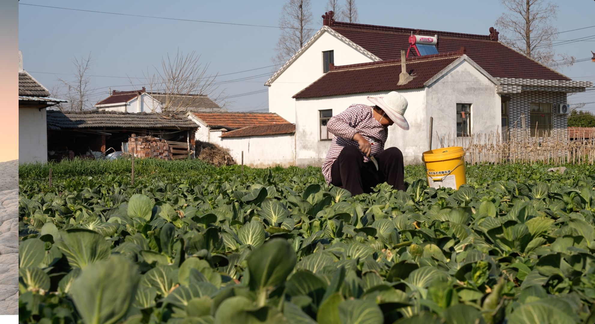 菜农正在收割菜薹。(2756791)-20250403092521.png