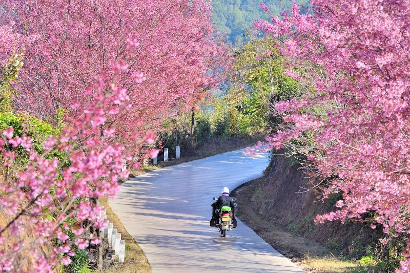 樱花浪漫的云南昌宁乡村公路道路 (2).jpg