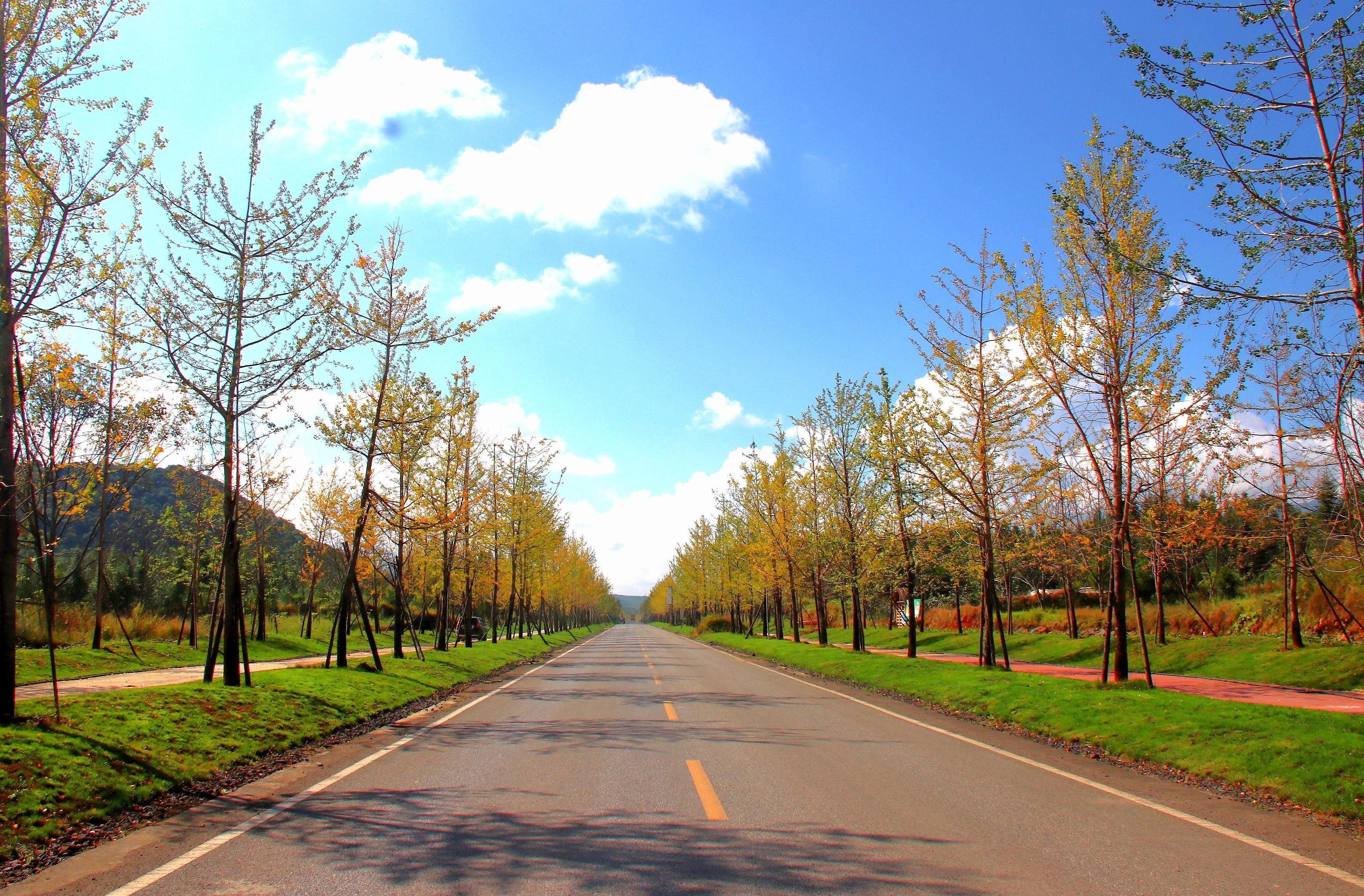 古银杏园旅游风景区道路2.jpg