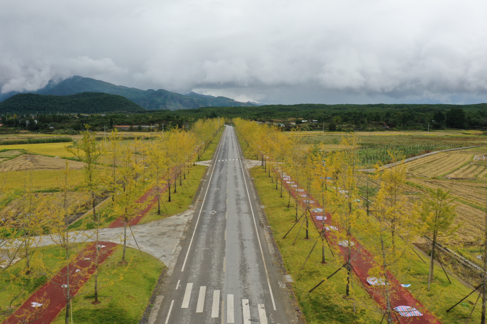 古银杏园旅游风景区道路3.png