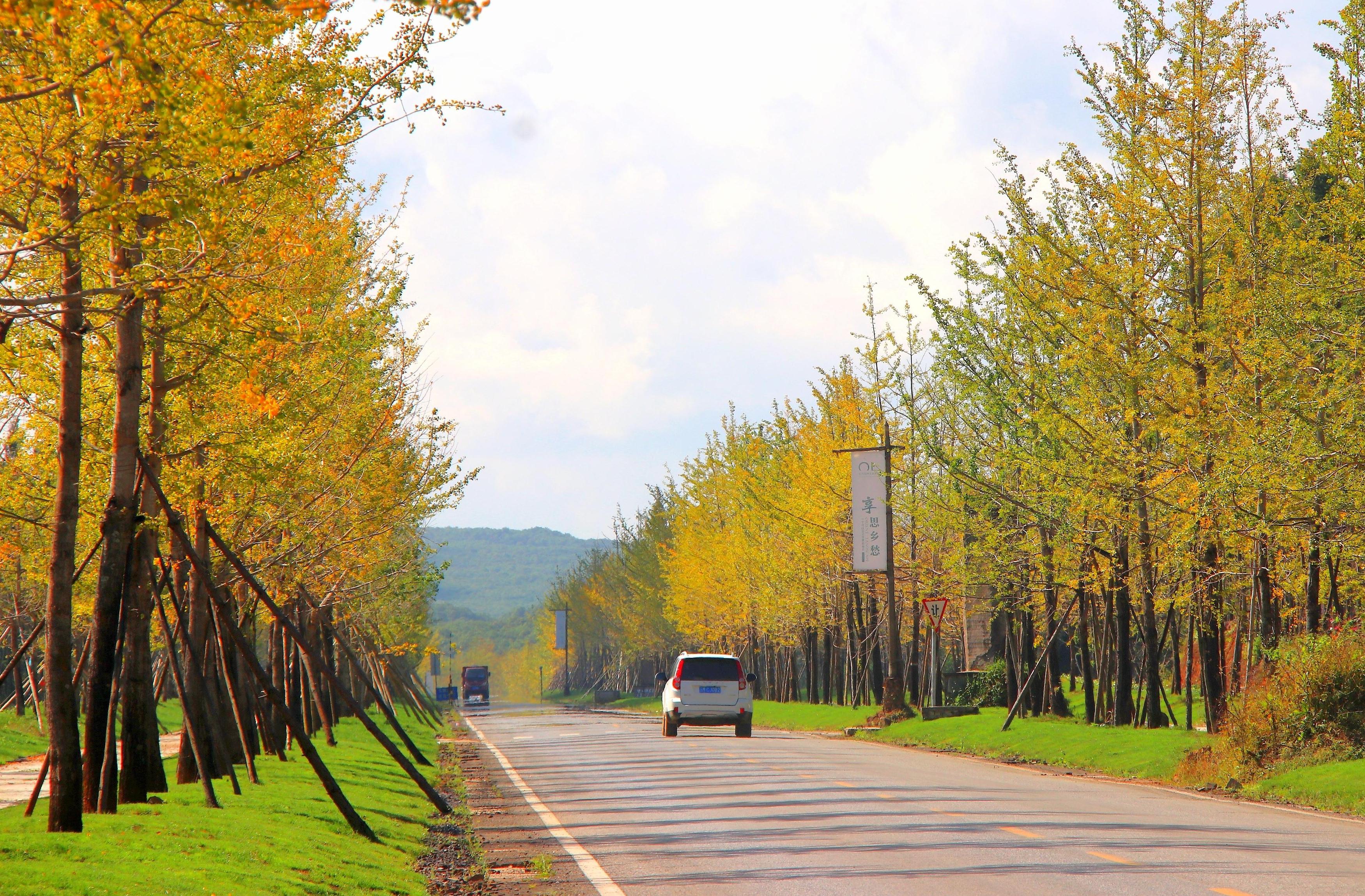 古银杏园旅游风景区道路1.jpg