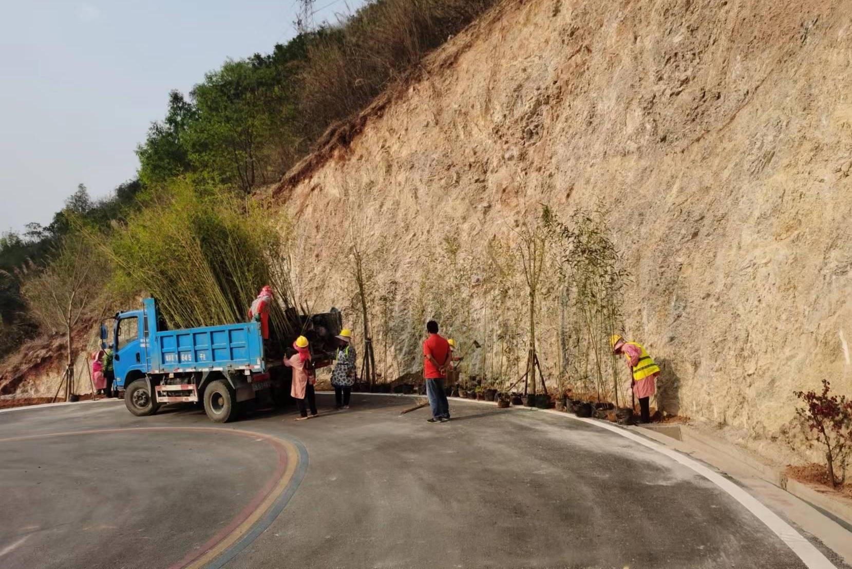 泸水市六库街道办阳坡公路用本土竹子绿化美化.jpg