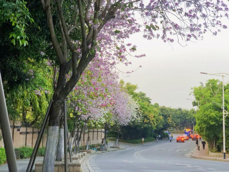 共赴一场春天的花事（3）.jpg