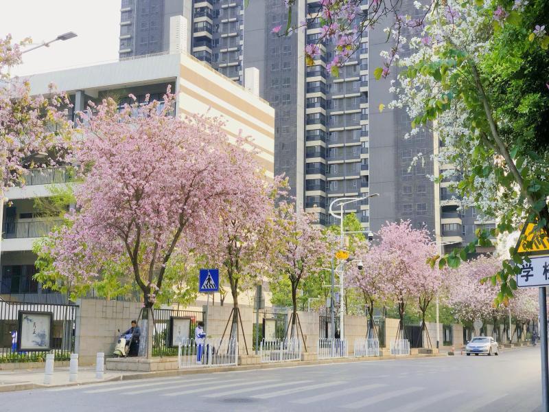 共赴一场春天的花事（1）.jpg