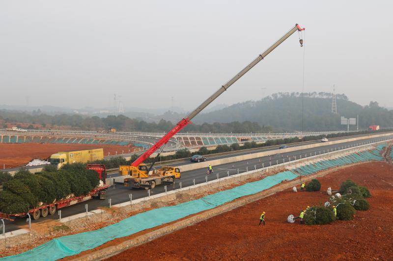 在G45大广高速吉康改扩建A1标吉安县互通在绿化施工（图 胡美娟）.jpg