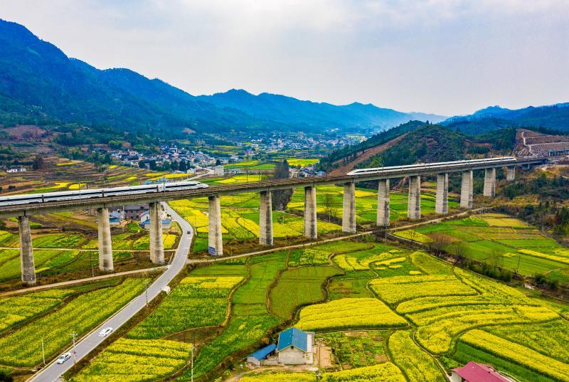 3、3月6日，一对沪昆高铁穿越在与S243省道交汇的湖南省怀化市中方县铜湾镇油菜花盛开的田园中。田文国摄  13874408989.jpg